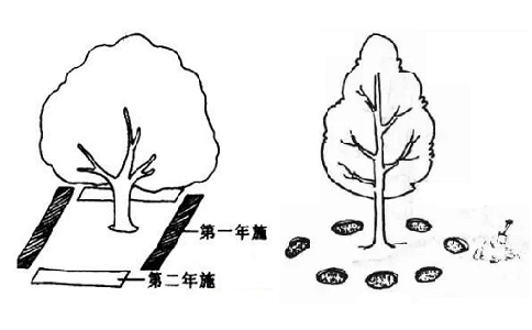 沟状、穴状施肥方法