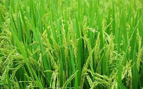 新型抖音APP污下载推广应用前景